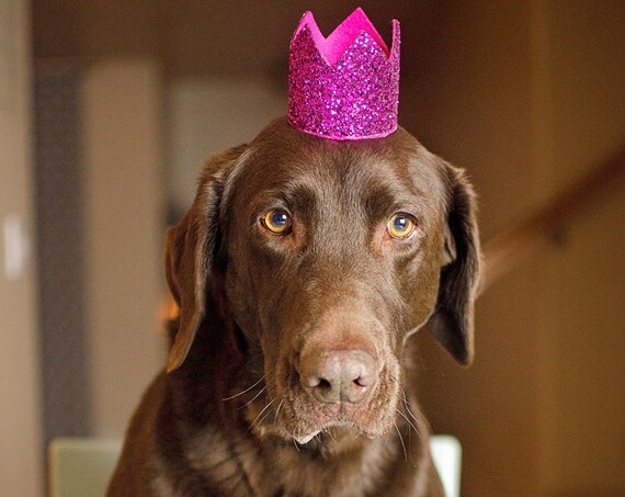 Dog Birthday Crown || Animal Party Hat || Cat Kitty Puppy Pig Birthday Crown Hat || Dog Bandana