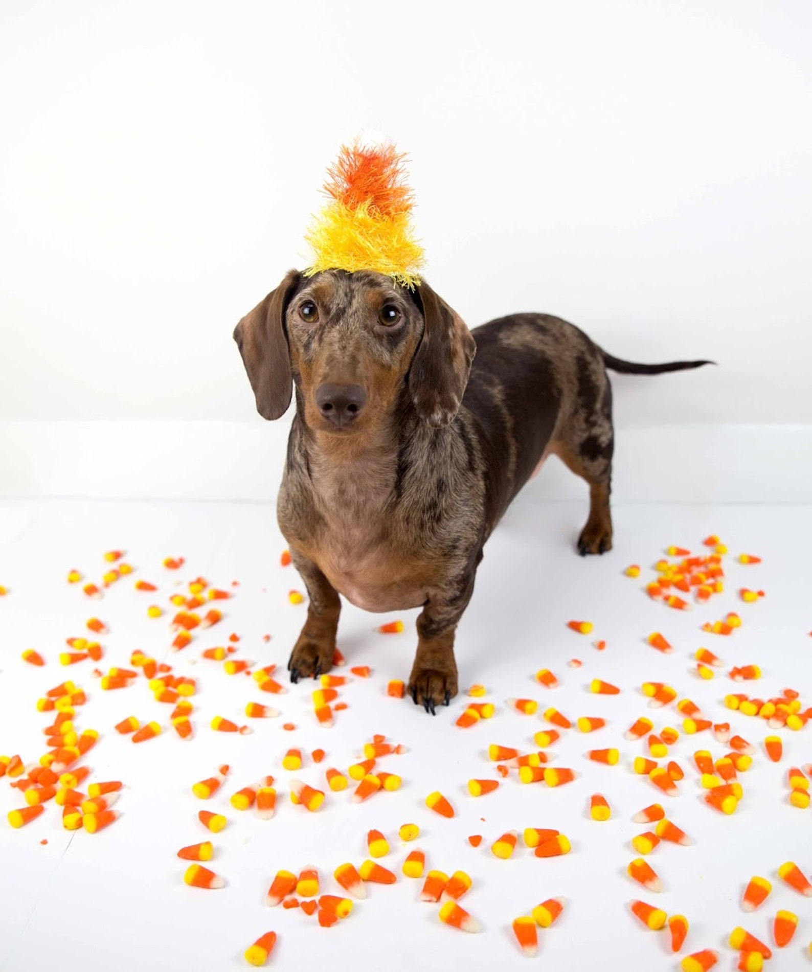 Candy Corn Hat Candy Corn Costume Dog Costume Candy Etsy