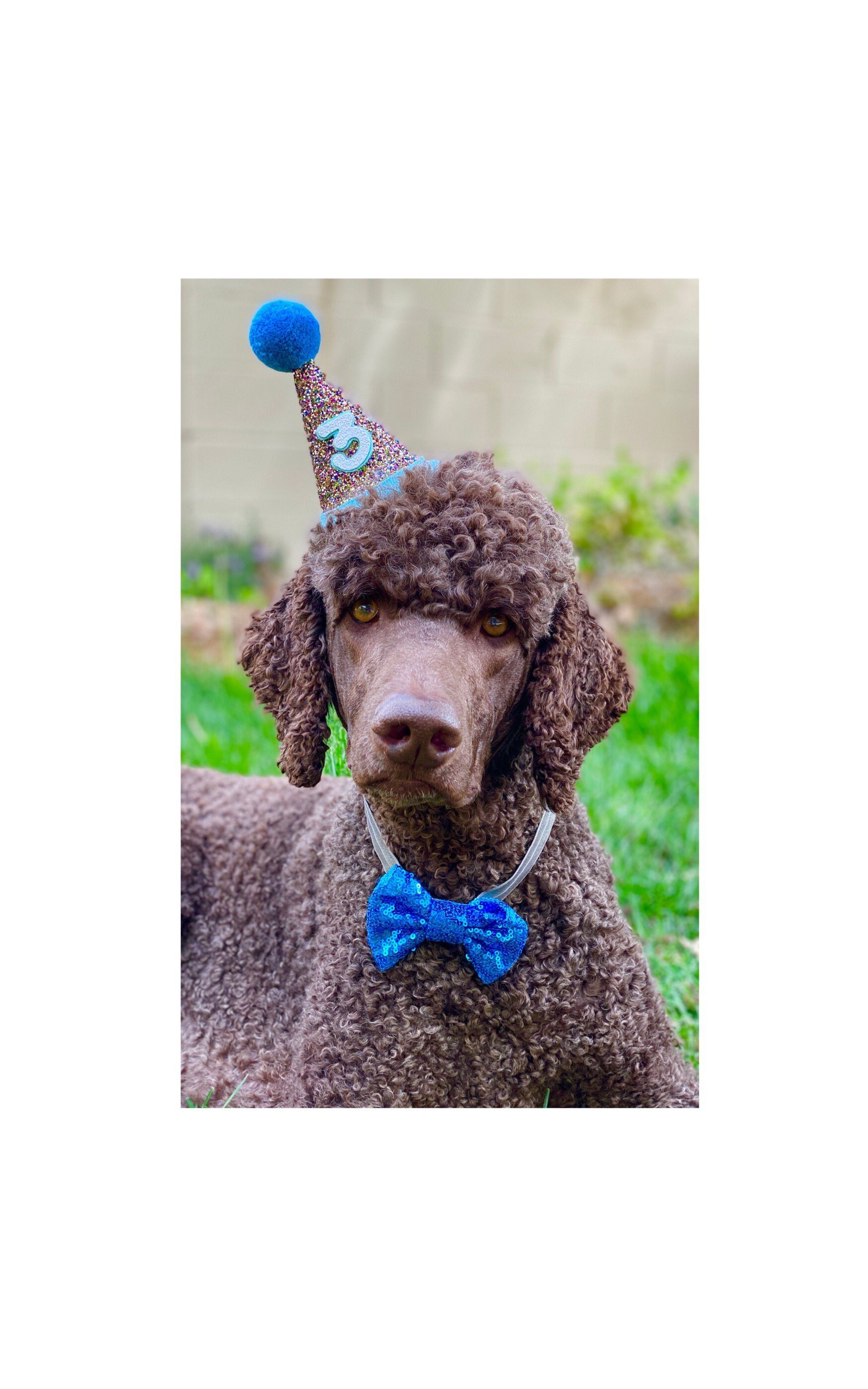 Large Dog Party Hat and Bow Tie Large Party Hat Dog Cat Etsy