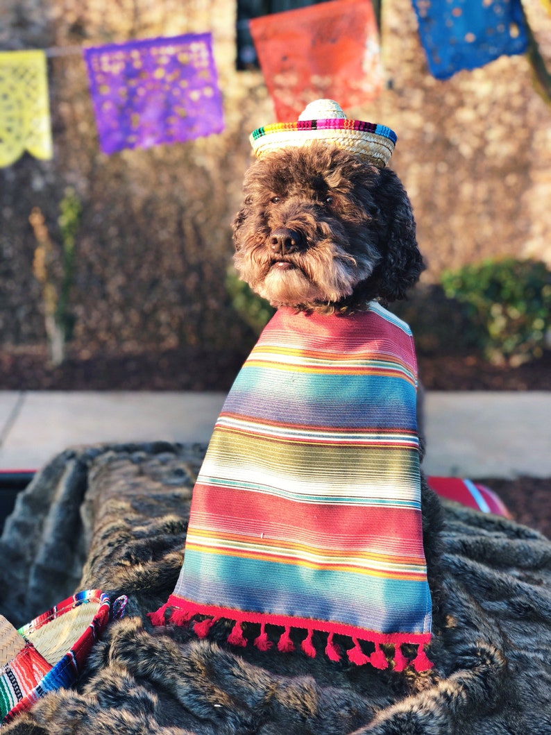 mini dog sombrero