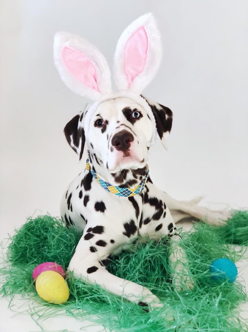 Animal Rabbit Ears Bunny Ears for Dogs Rabbit Ears Etsy