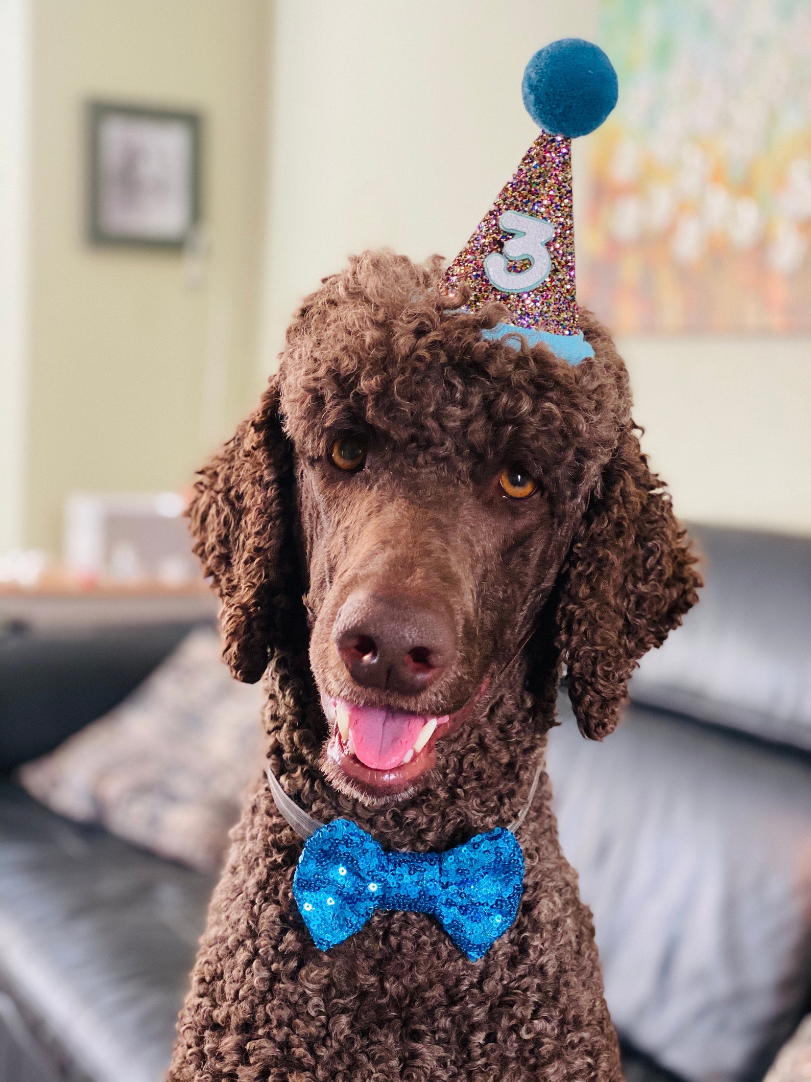 Large Dog Party Hat and Bow Tie Large Party Hat Dog Cat Etsy
