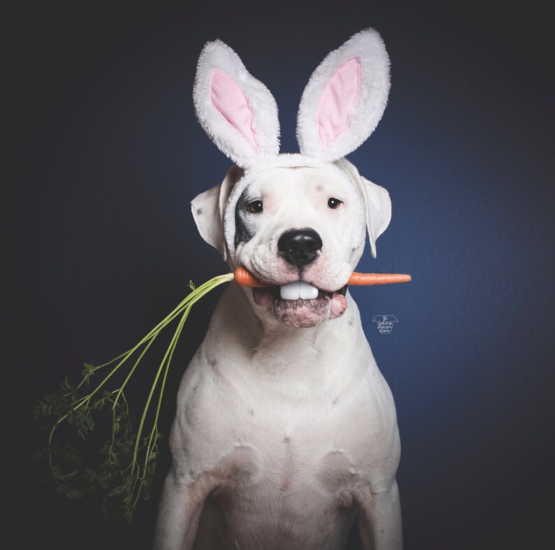 Animal Rabbit Ears Bunny Ears for Dogs Rabbit Ears Etsy