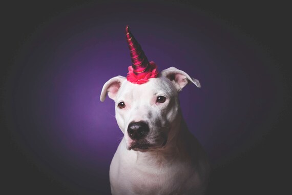 NEW! Unicorn Headband for Dog || Pet Unicorn Costume || Dog Unicorn || Unicorn Dog