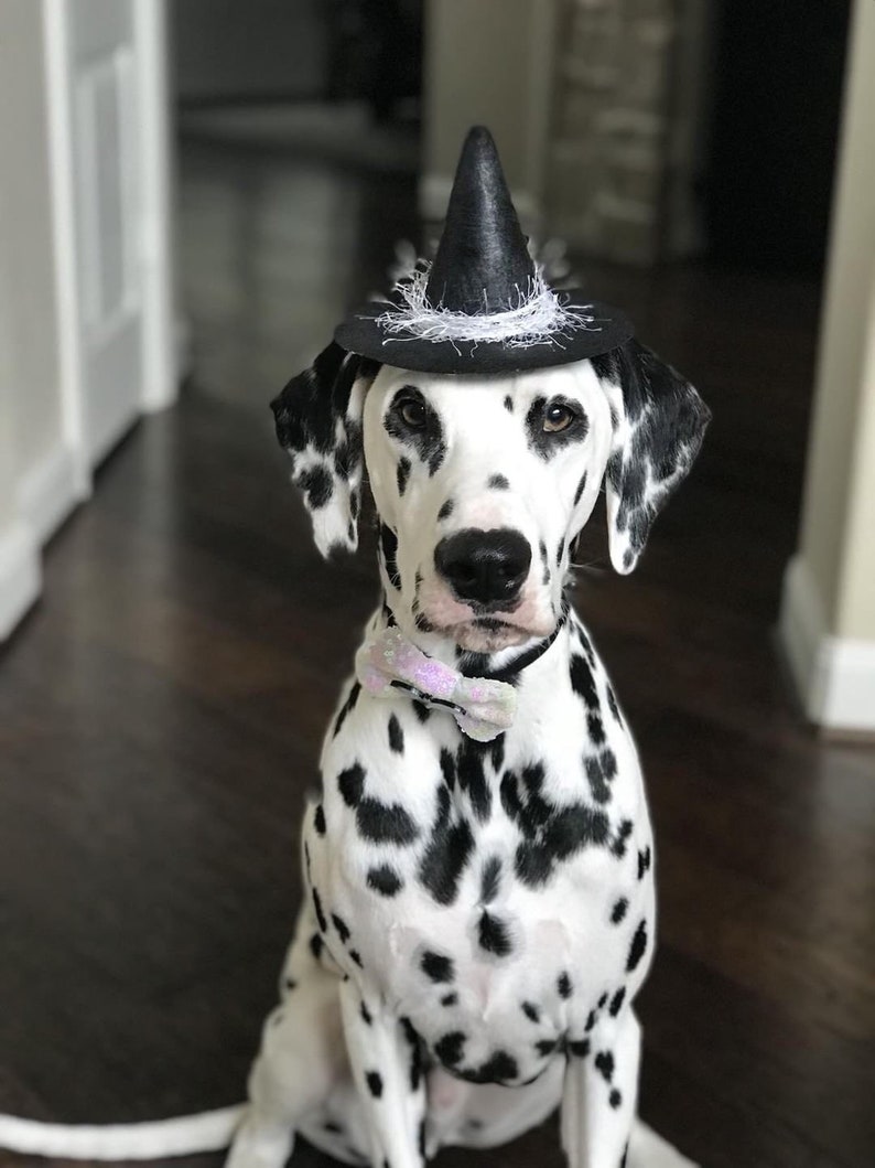 dog wizard hat