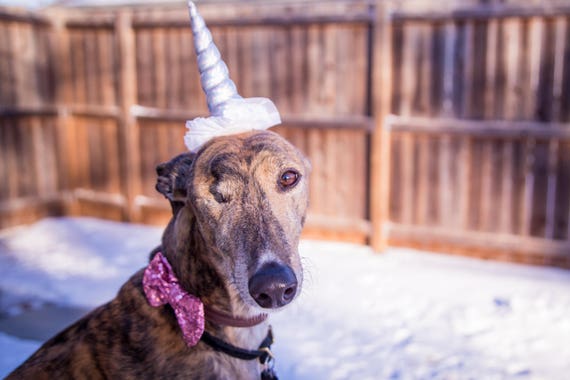 Unicorn Headband for Dog || Pet Unicorn Costume || Dog Unicorn || Unicorn Dog|| Dog Unicorn