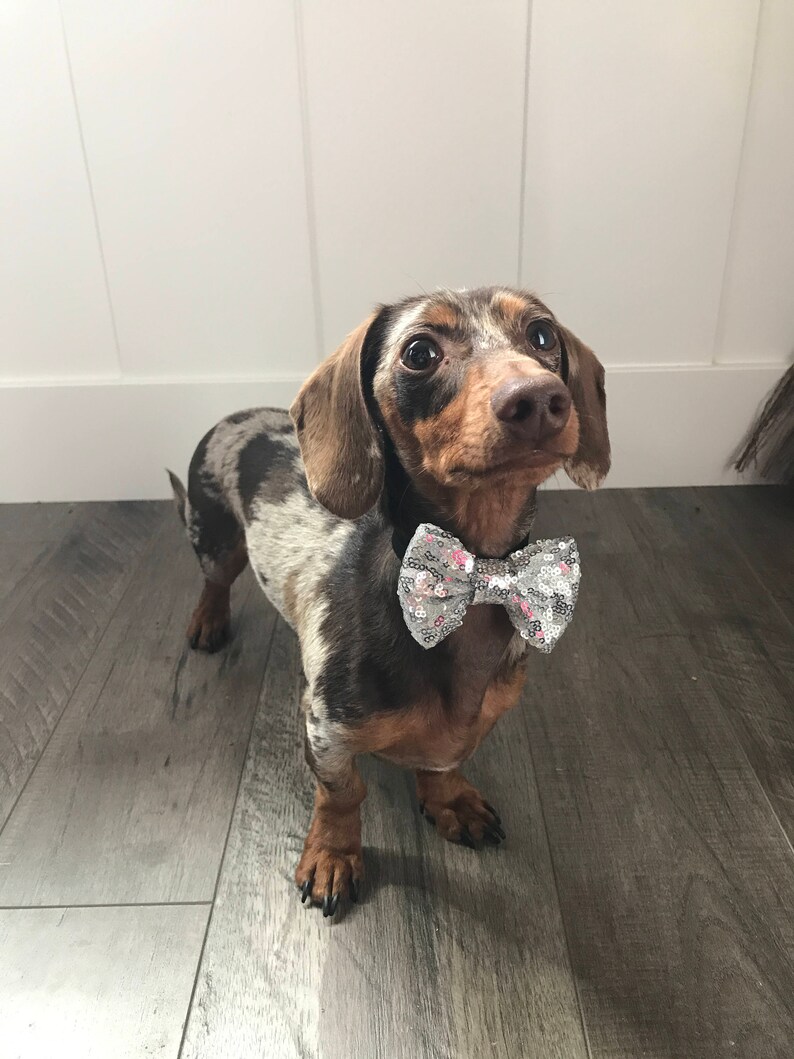 Dog Bow Tie Dog Birthday Cat Hat Animal Hat Dog Crown Etsy