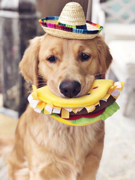 sombrero hat for dogs