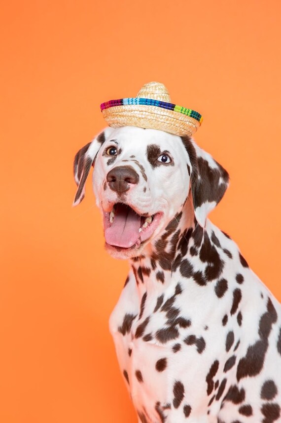 Mini Straw Sombrero Hüte Mexikanische Hüte Sombrero Party Hüte Hunde Sonnenhut für Hunde und Katzen Funny Dog Costume Kleine Haustiere Welpen Katze Wankd Dog Sombrero Hut 2PCS, Elastisch Mini Straw Sombrero Hüte Mexikanische Hüte Sombrero Party Hüte Hunde Sonnenhut für Hunde und Katzen Funny Dog Costume Kleine Haustiere Welpen Katze Wankd Dog Sombrero Hut 2PCS, Elastisch