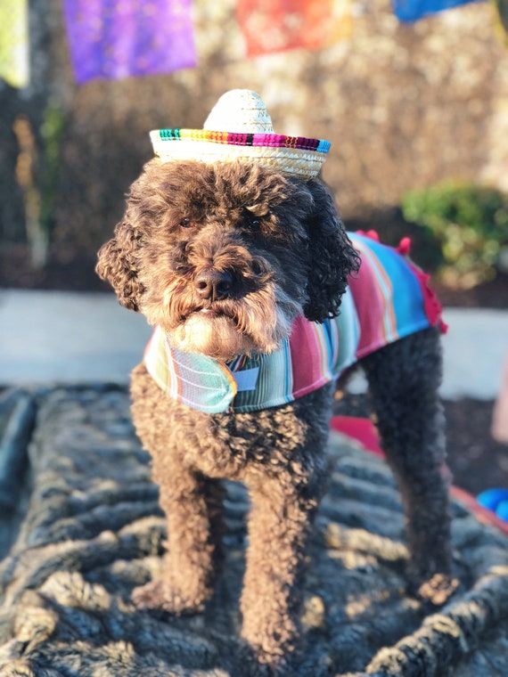 Mini Straw Sombrero Hüte Mexikanische Hüte Sombrero Party Hüte Hunde Sonnenhut für Hunde und Katzen Funny Dog Costume Kleine Haustiere Welpen Katze Wankd Dog Sombrero Hut 2PCS, Elastisch Mini Straw Sombrero Hüte Mexikanische Hüte Sombrero Party Hüte Hunde Sonnenhut für Hunde und Katzen Funny Dog Costume Kleine Haustiere Welpen Katze Wankd Dog Sombrero Hut 2PCS, Elastisch