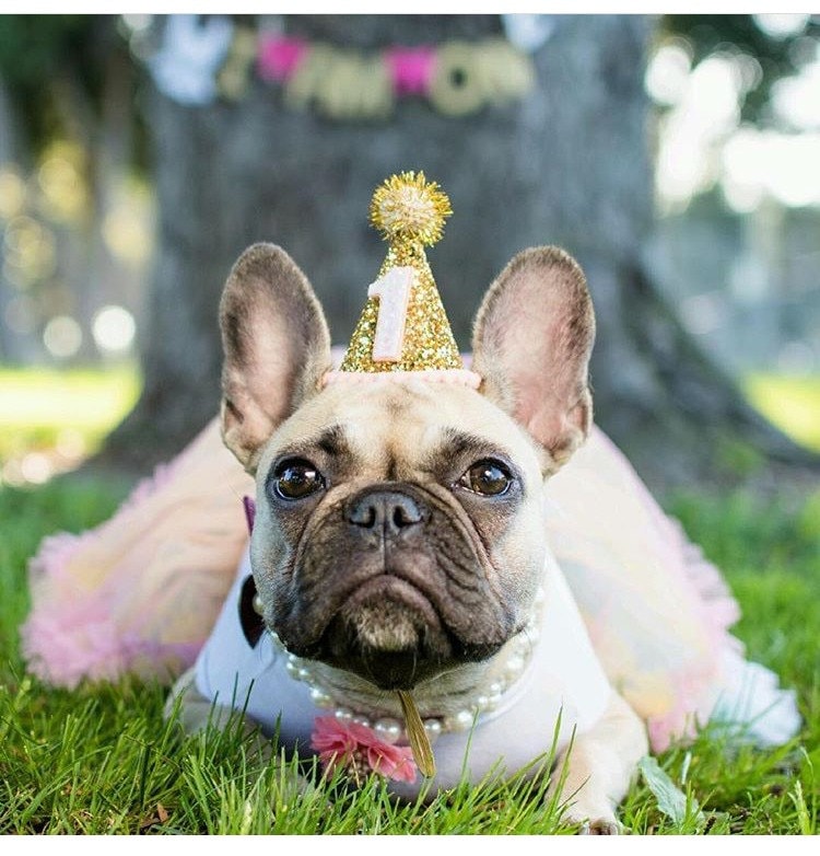 Dog Party Hat Animal Birthday Party Hat Pet Cat Kitty | Etsy