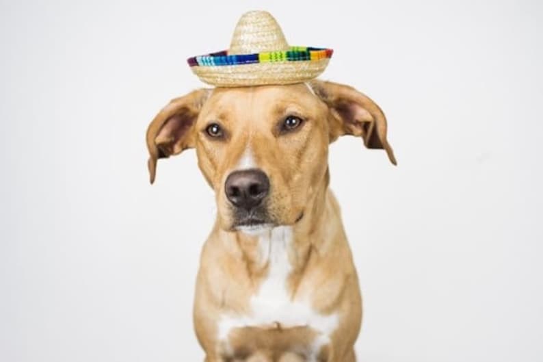 mini dog sombrero