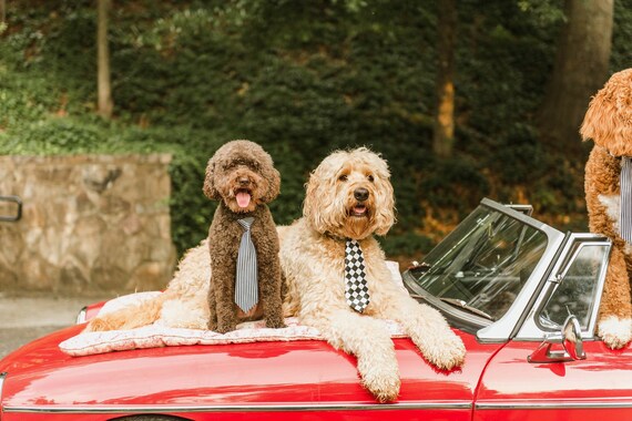 Dog Neck Tie || Neck Tie || Dog Tie || formal Dog Costume || Striped Blue Tie