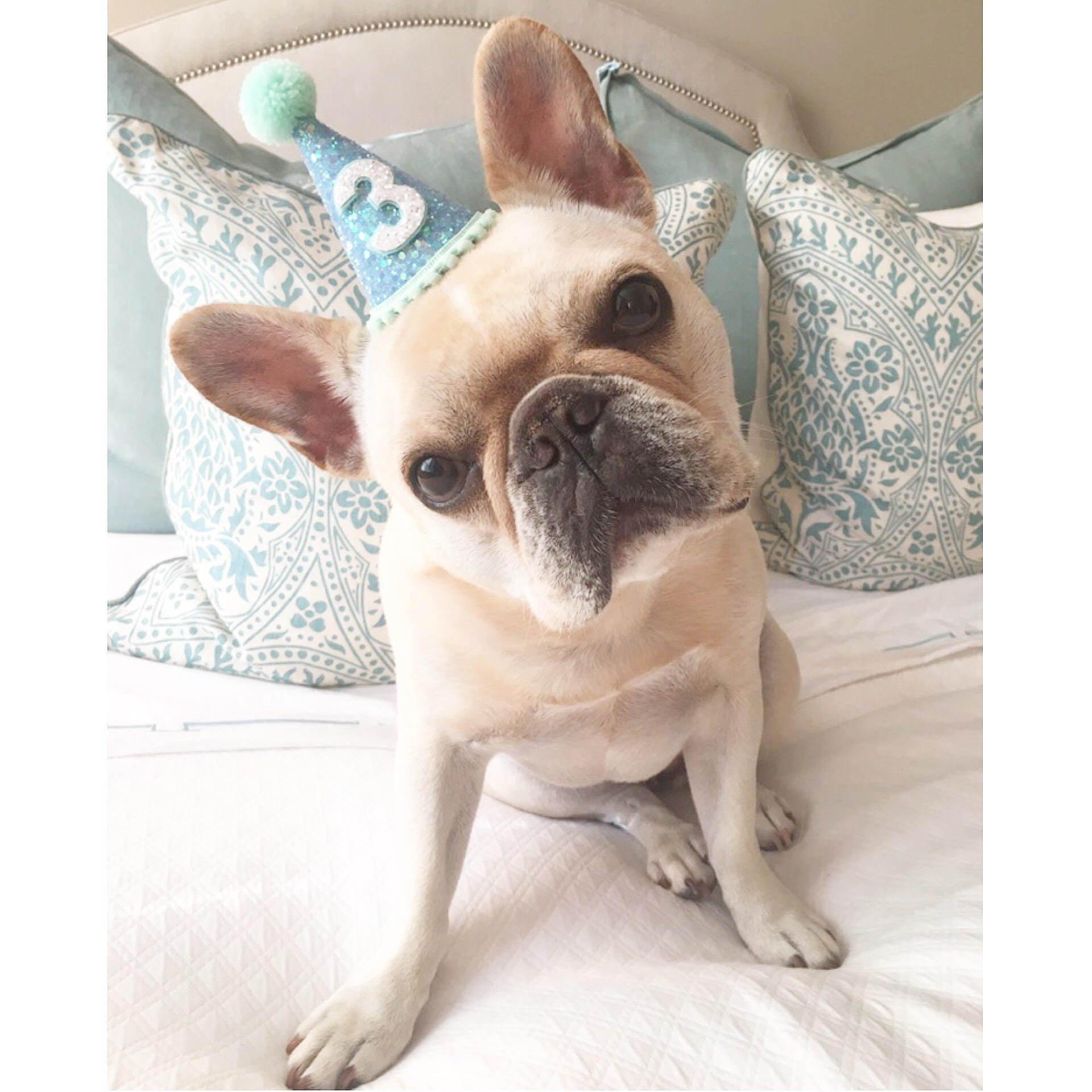 dog dog crown party hat dog hat animal hat birthday