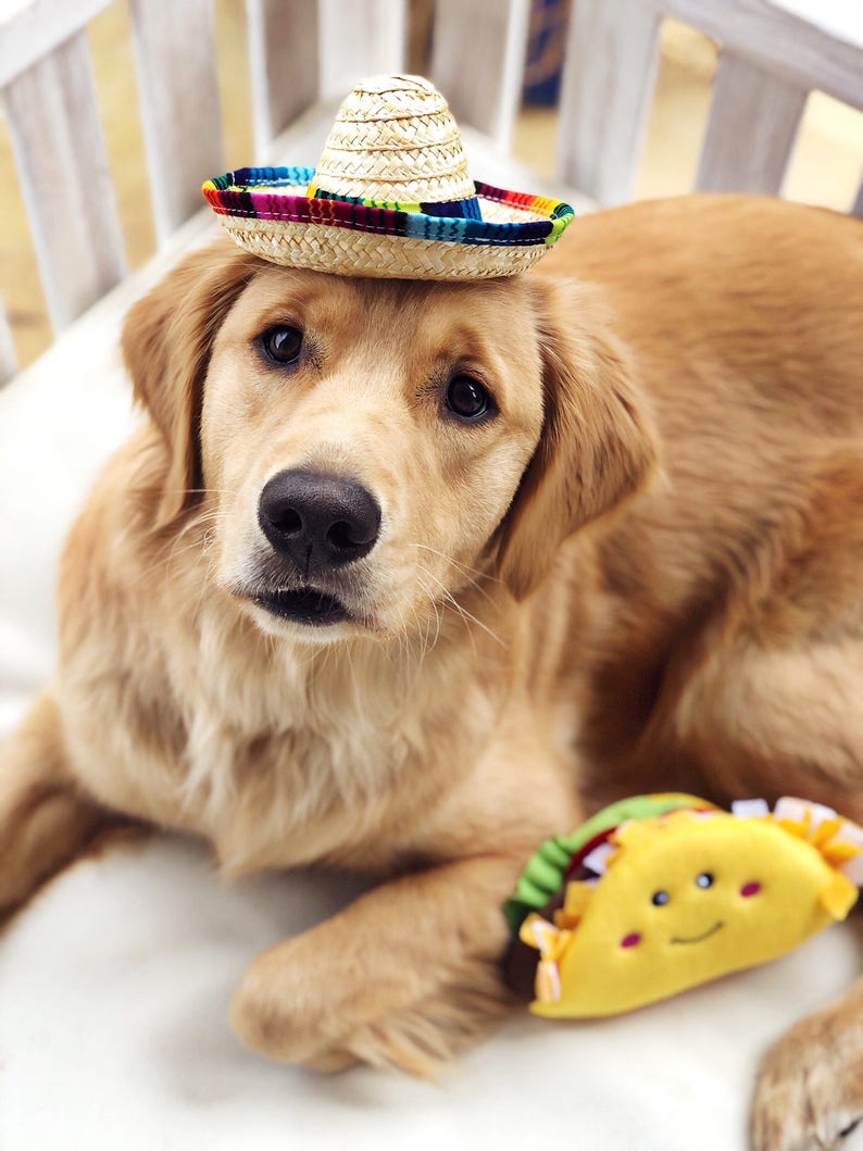 mini dog sombrero