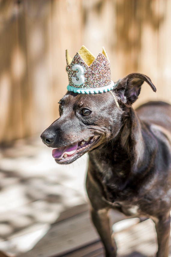Dog Birthday Crown Hat || Animal Party Hat || Cat Kitty Puppy Pig Birthday Crown Hat || Dog Clothes || Add Any Number || Dog Collar