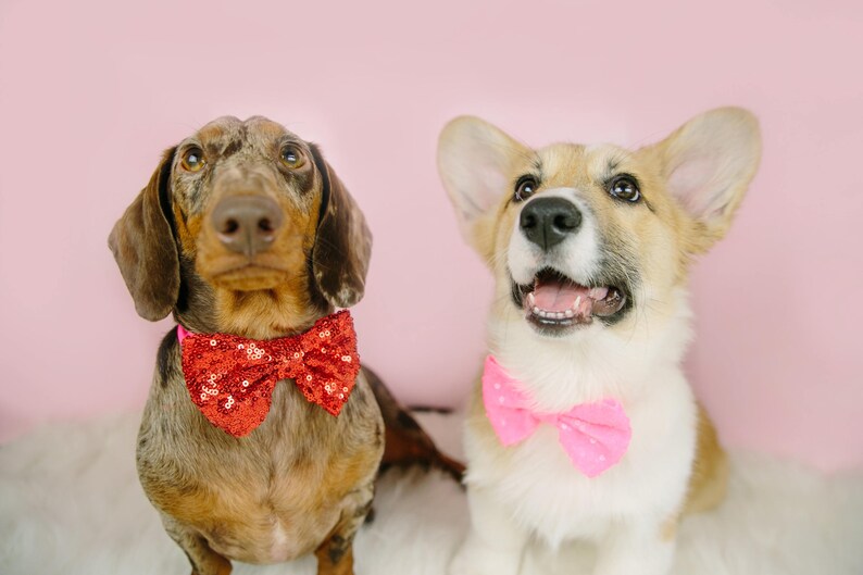 Dog Bow Headband Dog Bow Bowtie for Dog Dog Bow Etsy