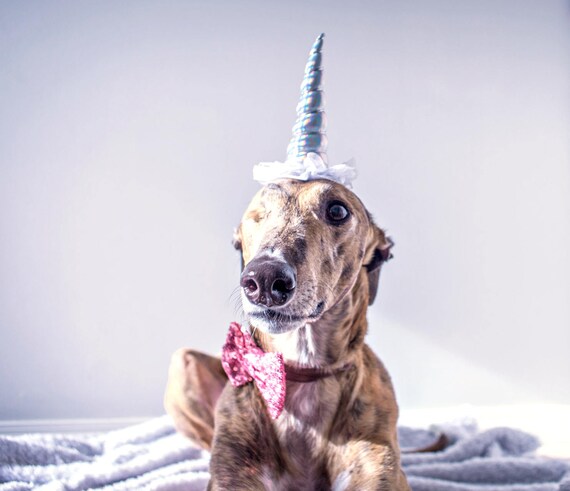 Unicorn Headband || Unicorn Costume || Dog Unicorn || Unicorn Dog || Pet Dress Up