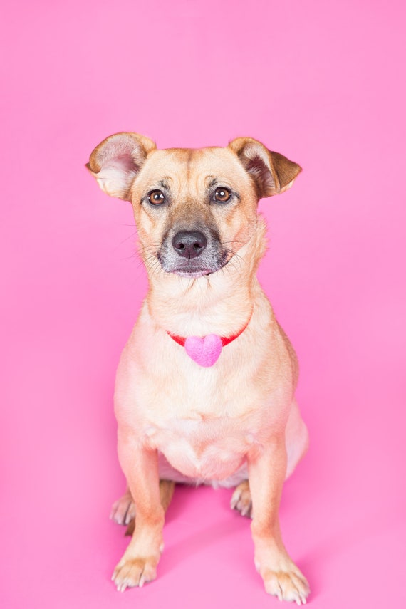 Dog Heart Collar || Animal Collar || Dog Tag || Dog Necklace || Heart Necklace || Pink Heart