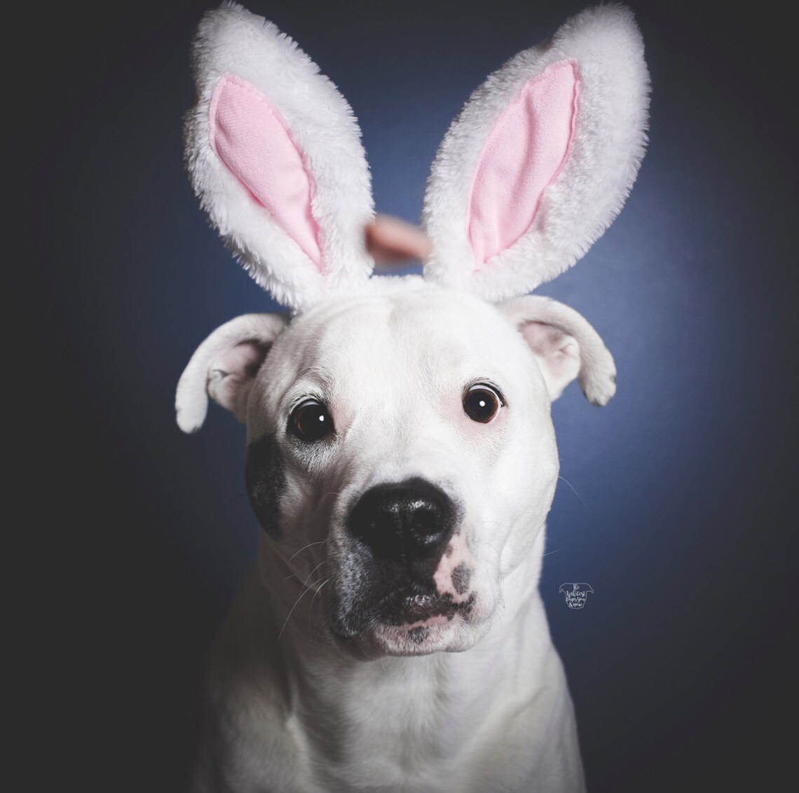 Bunny Costume Dog Bunny Costume Dog Bunny Ears Animal Etsy