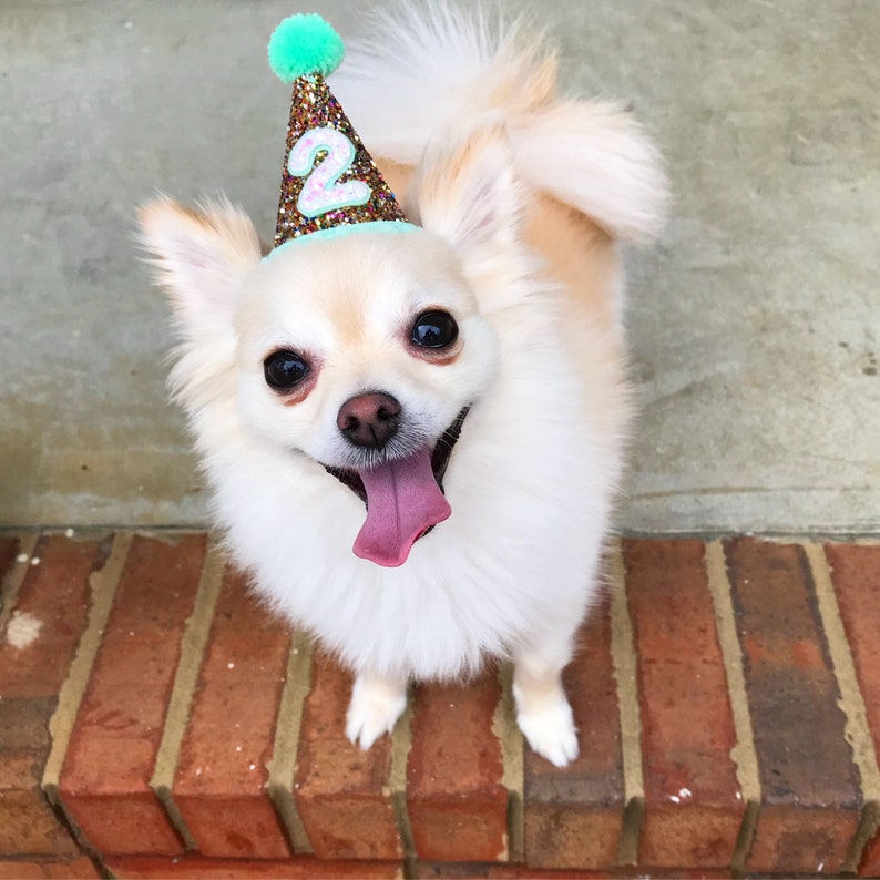 Pet Party Hat Animal Birthday Party Hats for Cats And Dogs |Pet Party Accessory Cat Dog Birthday Hat Busters Party Shop
