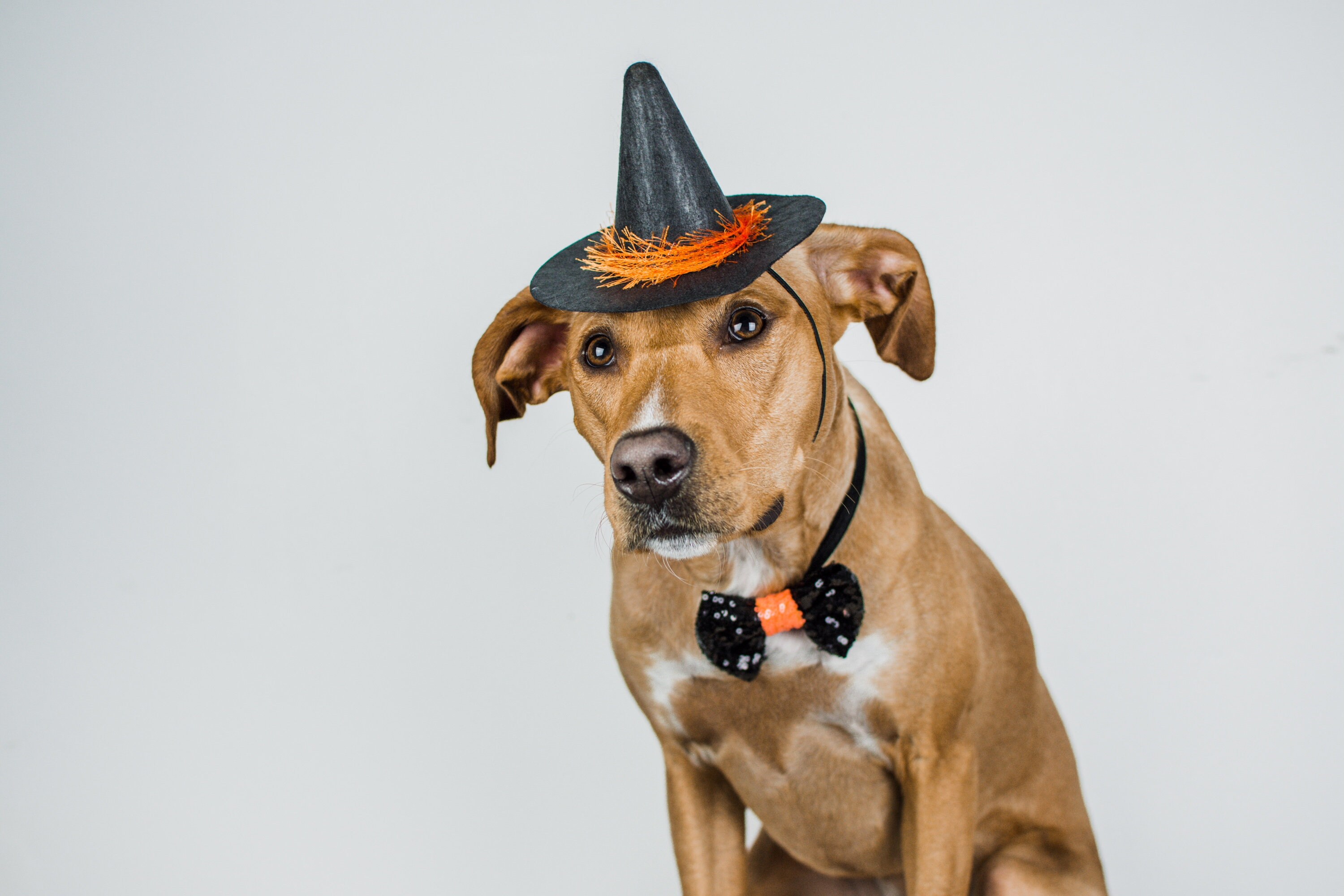 Dog Witch Hat Animal Witch Wizard Hat Dog Witch Costume Etsy