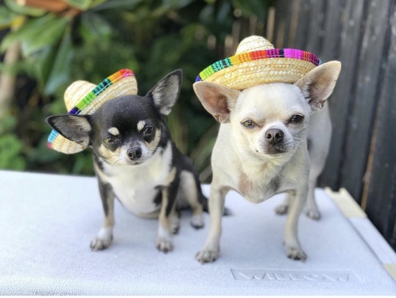 Mini Straw Sombrero Hüte Mexikanische Hüte Sombrero Party Hüte Hunde Sonnenhut für Hunde und Katzen Funny Dog Costume Kleine Haustiere Welpen Katze Wankd Dog Sombrero Hut 2PCS, Elastisch Mini Straw Sombrero Hüte Mexikanische Hüte Sombrero Party Hüte Hunde Sonnenhut für Hunde und Katzen Funny Dog Costume Kleine Haustiere Welpen Katze Wankd Dog Sombrero Hut 2PCS, Elastisch