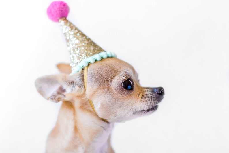 verjaardag hond kostuum hond hond verjaardag hoed | etsy