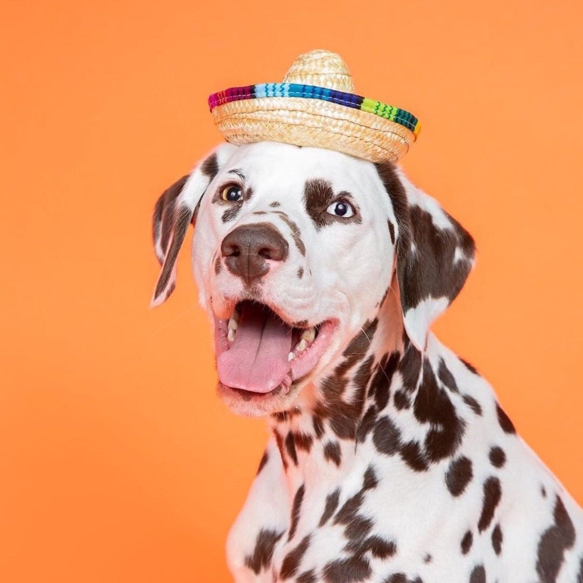 mini dog sombrero