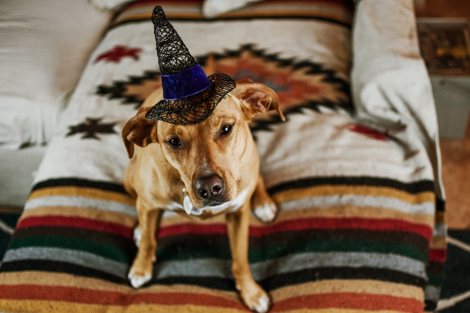 Witch Hat Costume Dog Halloween Costume Halloween Hat Etsy