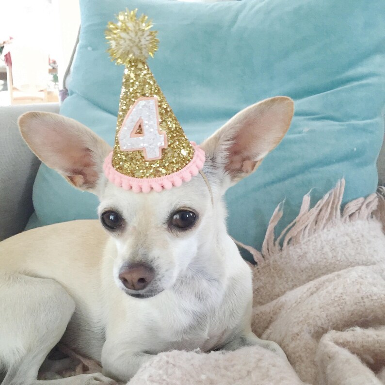 Dog Birthday Hat Dog Party Hat Dog Birthday Party Outfit Etsy