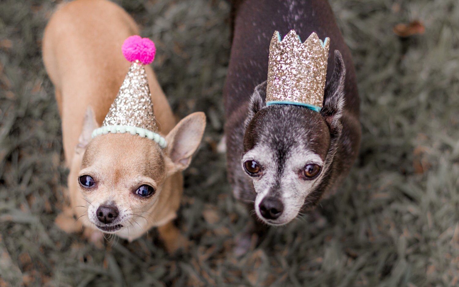 Dog Birthday Dog Party Hat Pet Party Crown Animal Hat Dog | Etsy