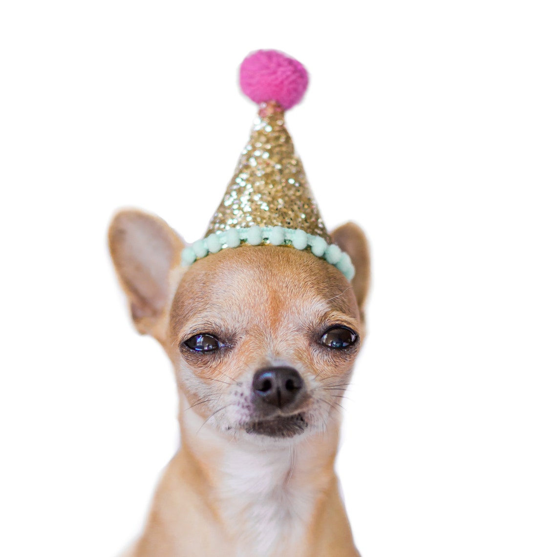 Cumpleaños del perro // Sombrero de fiesta del perro // Traje Etsy