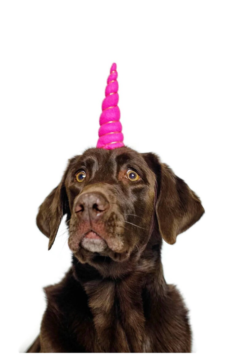 Hund Geburtstag Hut Hund Einhorn Stirnband Einhorn Etsy