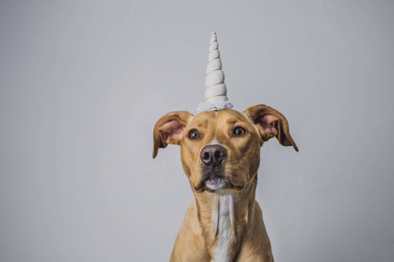 Unicorn Headband || Dog Unicorn Costume || Dog Unicorn || Unicorn Dog