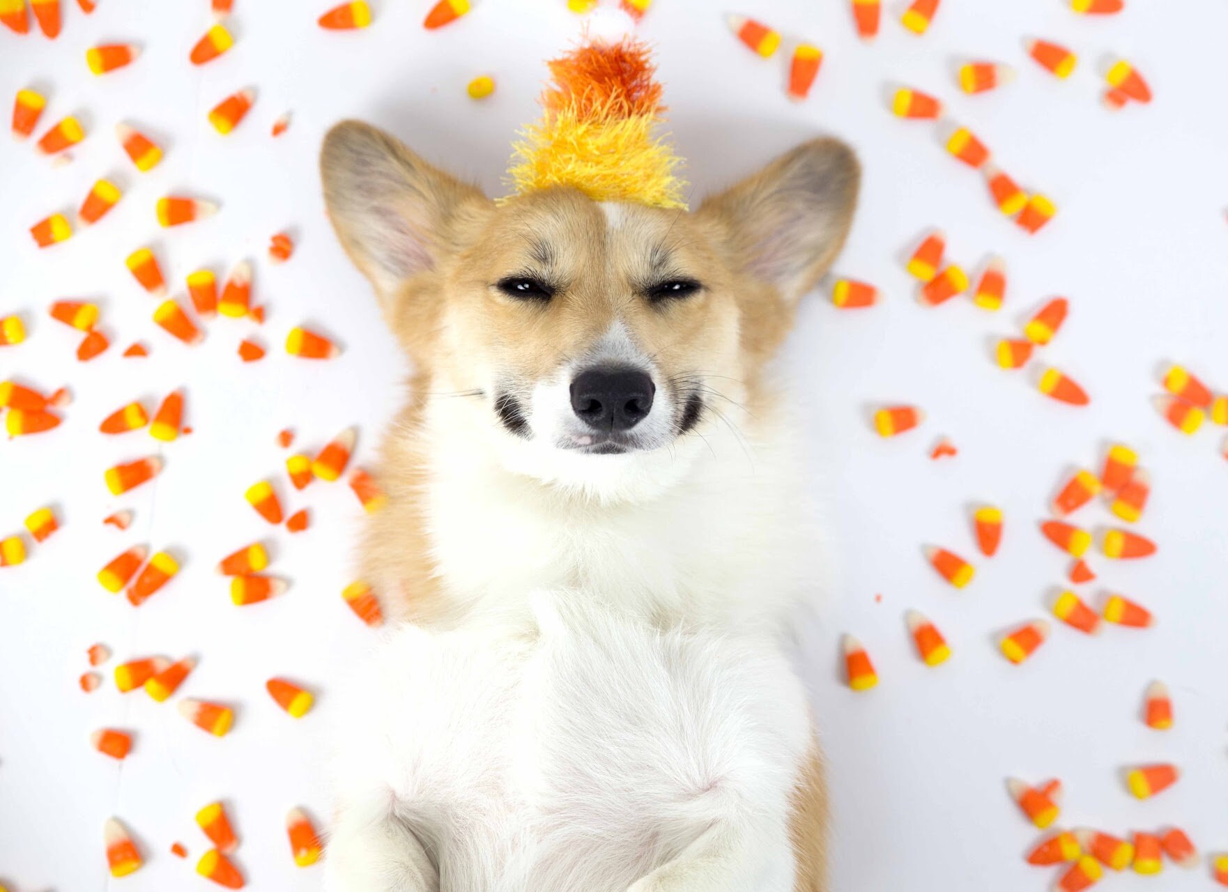 Candy Corn Hat Candy Corn Costume Dog Costume Candy Etsy