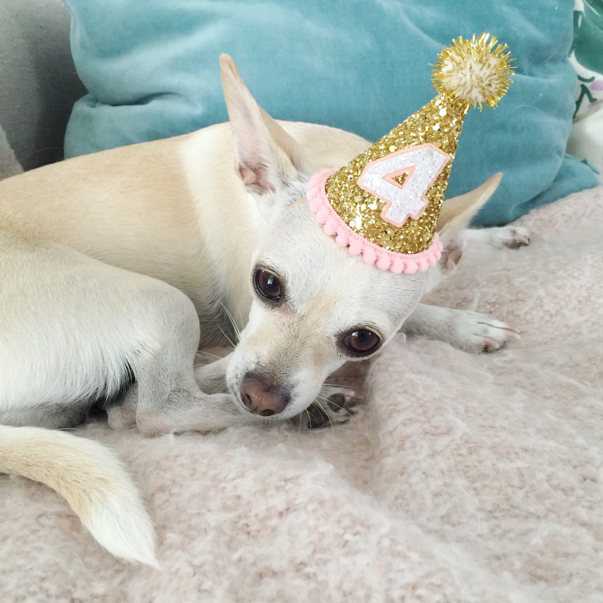 accessorize dog clothes