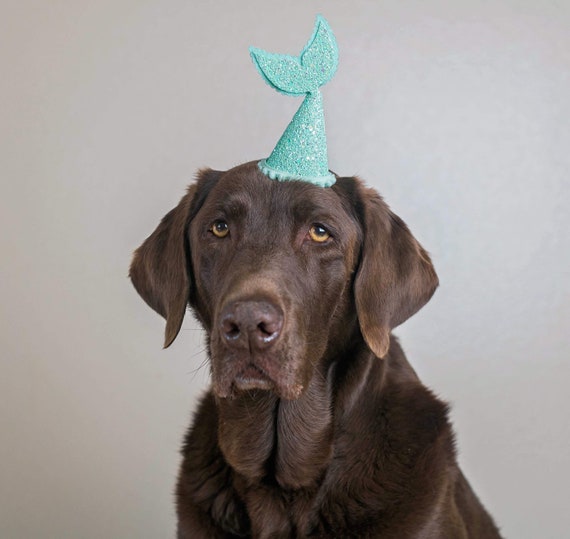 Dog Birthday || Dog Party Hat || Dog Birthday Party Hat || Pet Party Decor || Animal Party Hat || Dog Gift || Dog Clothes