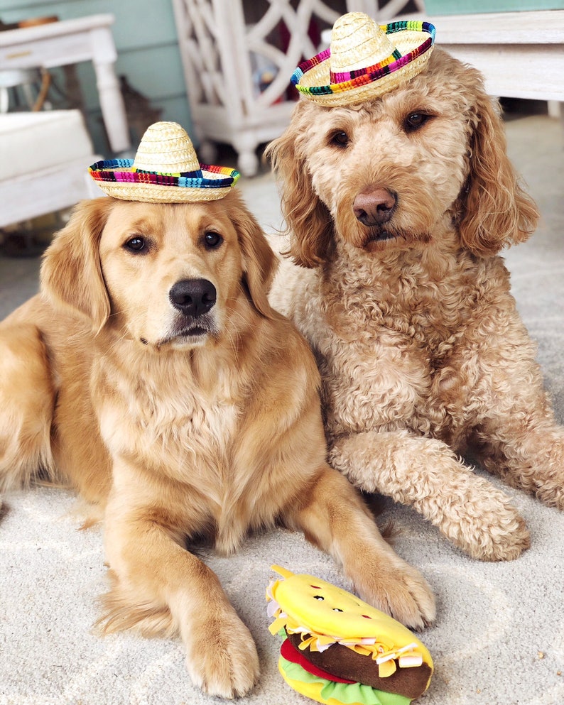 mini dog sombrero