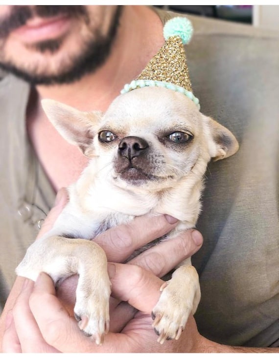 hats for cats and
