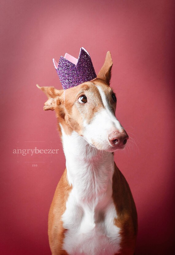 Pet Birthday Crown || Animal Party Prop || Birthday Party Photo Prop || Dog Cat Pig Birthday Party Hat Crown