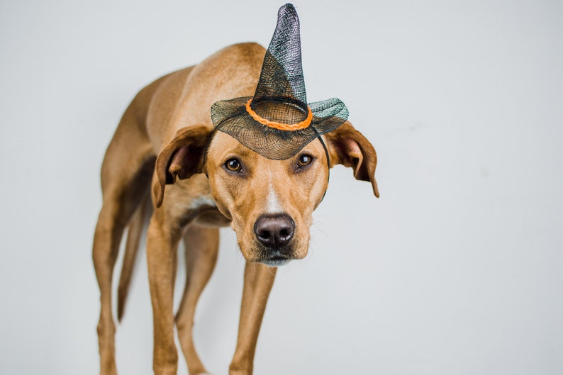 Dog Witch Hat Animal Witch Wizard Hat Dog Witch Costume Etsy