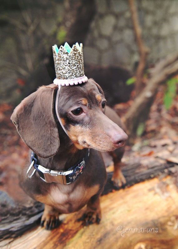 Dog Hat || Dog Birthday || Pet Birthday || Crown || Cat Birthday Crown Hat || Animal Birthday Hat