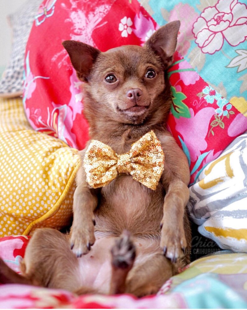 Dog Bow Headband Dog Bow Bowtie for Dog Dog Bow Etsy