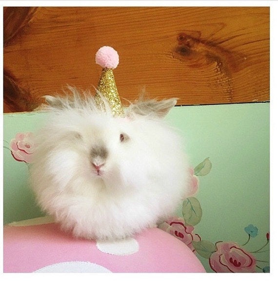 Birthday Party Hat || Animal Party Hat || Pet Accessory || Bunny Costume