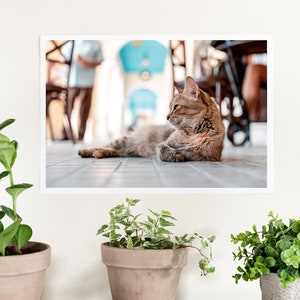 Café Cat (Havana, Cuba)