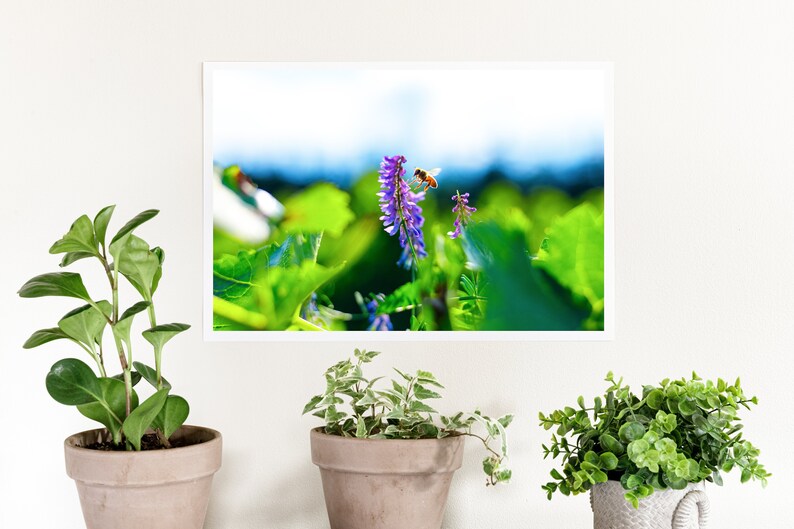 Puede incluir: Una abeja poliniza un grupo de flores moradas en un campo de hojas verdes. Las flores est&aacute;n enfocadas, mientras que la abeja y el fondo est&aacute;n ligeramente desenfocados.