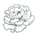 Peony Printable Design