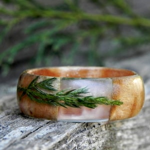 Juniper  oak wood ring