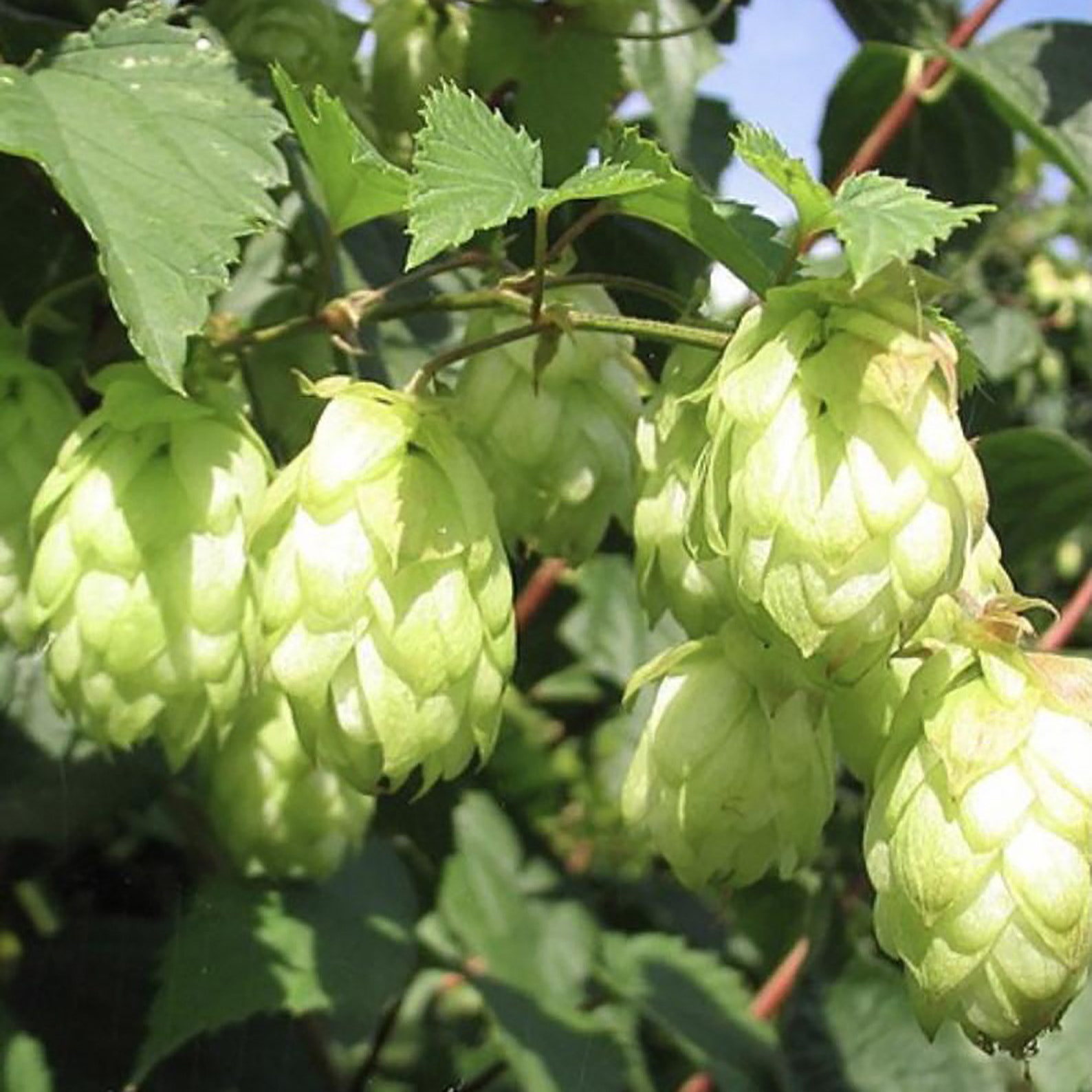 Common German Hops Beer Seeds Germany's 2007 Etsy